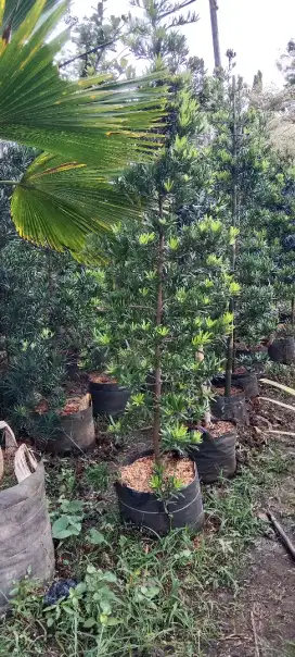 Pohon lohansung