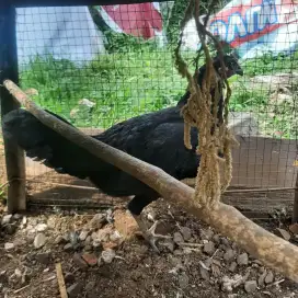 Ayam cemani Betina silangan siap nelor