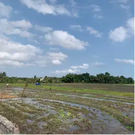 Tanah Kavling Di Tabanan Dekat Kedungu