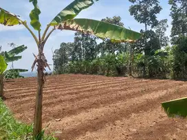 Tanah kebun subur ketinggian 1000 mdpl pamulihan