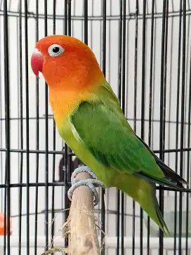 Burung lovebird betina cantik biola Green mewah