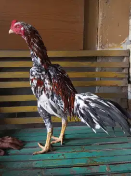 Ayam Bangkok muda