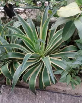 Bunga Agave Siklok, Tanaman Hias,Rimbun Subur