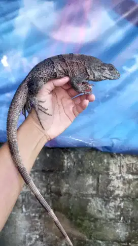 Iguana similis betina