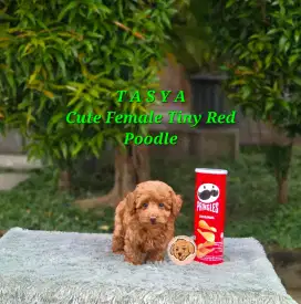 Super Tiny Red Poodle Betina Kaki Pendek