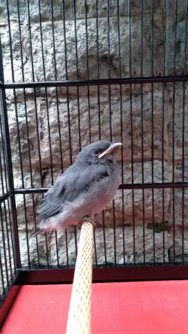 Burung Srigunting Abu Lolohan