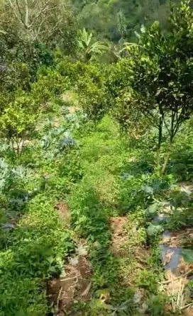 Kebun jeruk di Desa Daup Kintamani Bali