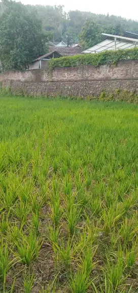 dijual tanah sawah produktif di Limbangan Garut Jawa Barat harga bagus