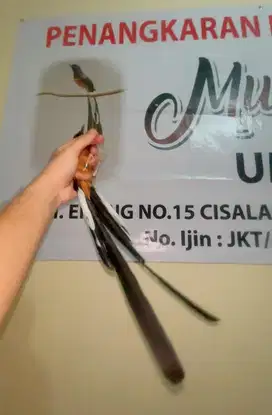 murai batu ekor panjang 31 cm pastol