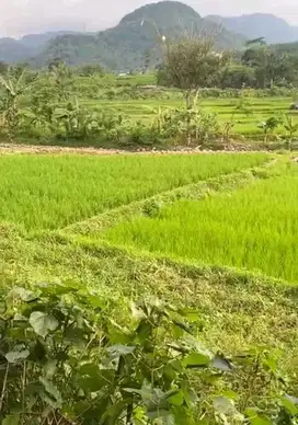 Tanah sawah produktip