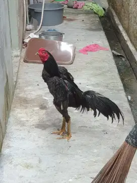 Ayam plaker x koy F1