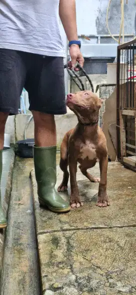 Anakan american pitbul terier Cacao Betina