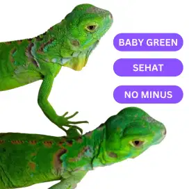 Iguana Baby Green