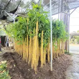 Pohon bambu kuning rumpunan tinggi 2-3 meter