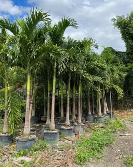 Pohon palem putri tinggi 4 meter
