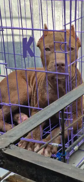 American pitbul terier Jantan warna Cacao