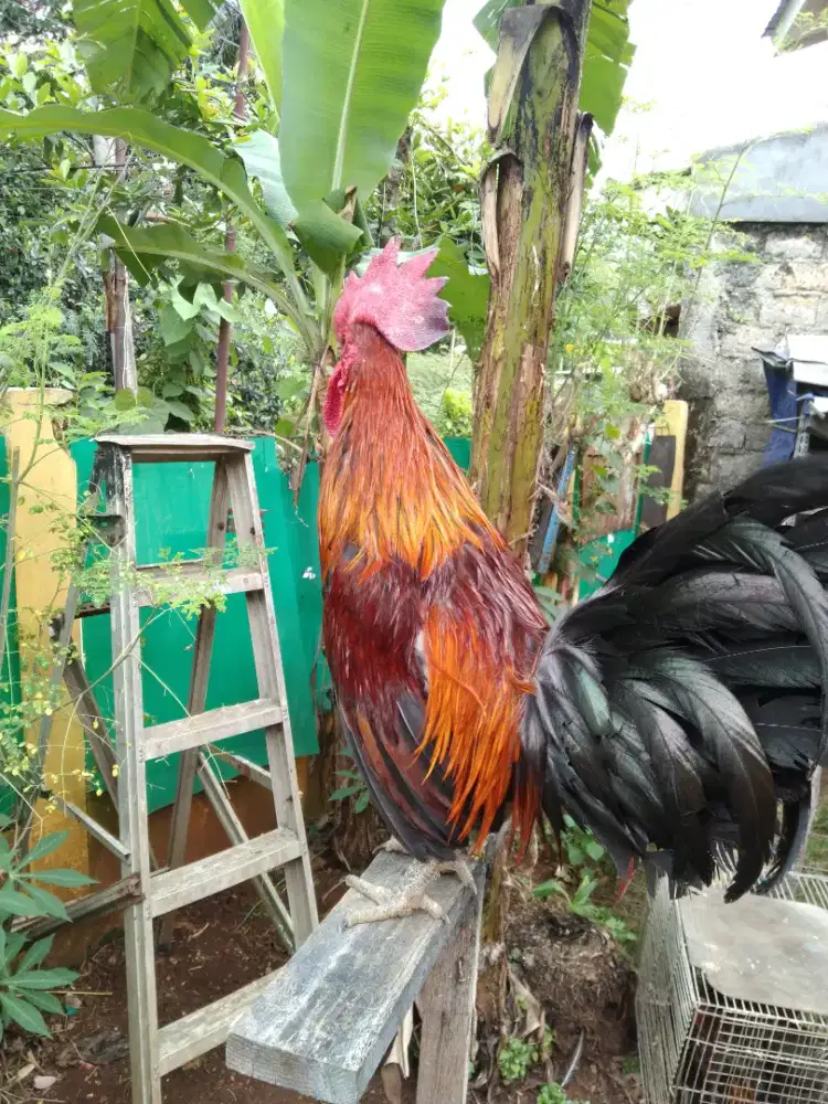 Ayam ketawa gretek