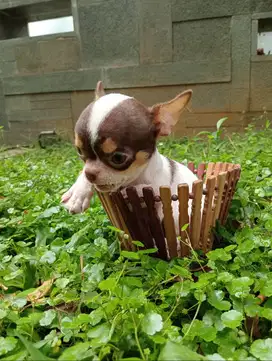 Tea Cup Female Maroon Chihuahua puppy