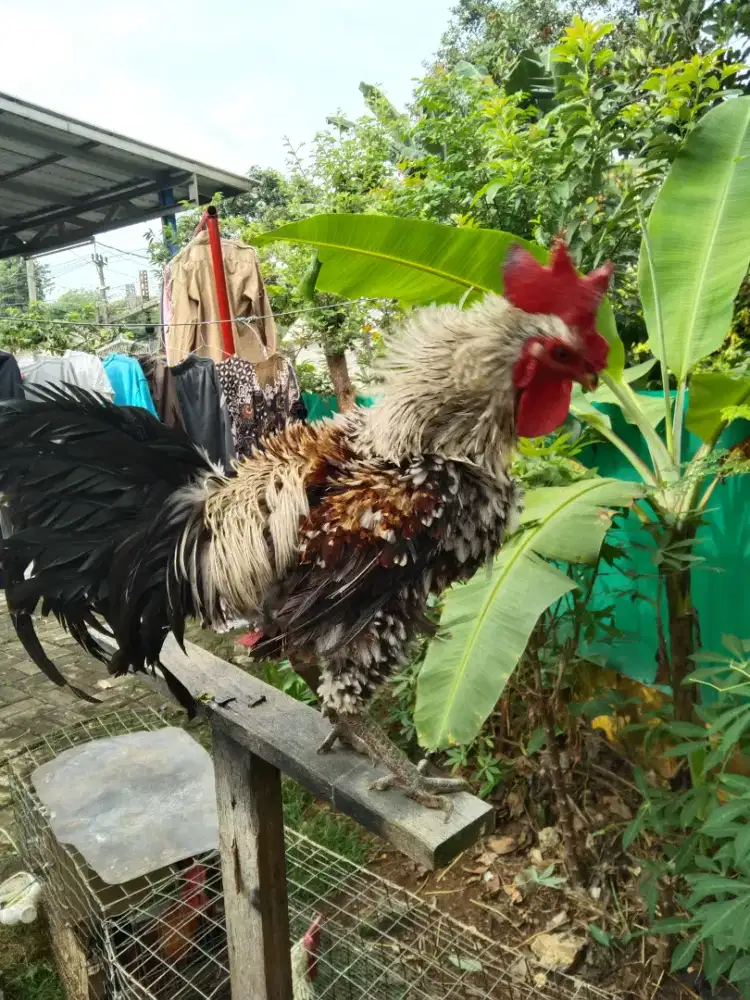 Ayam ketawa Rojo jabrik