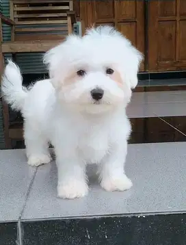 Maltese betina cantik