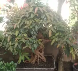 Bonsai bunut merah besar