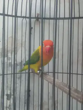 Love bird, Lovebird Biola, warna sesuai difoto, bio pb, bio euwing dll