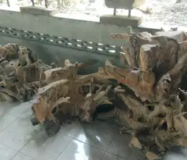 Akar kayu dijual borongan