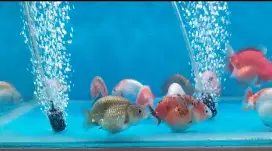 ikan koki ranchu