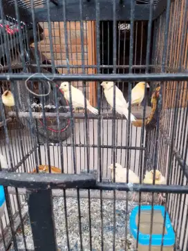 Anakan burung kenari AF