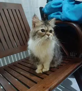 Kucing Kitten Jinak Bulu Bagus Induk Peaknose dn Norwegia Persia