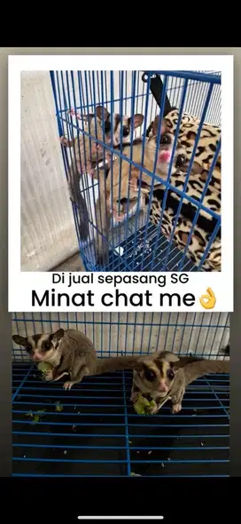 Di jual Sugar Glider