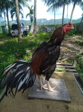 Jual ayam bangkok