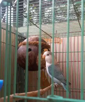 Burung lovebird