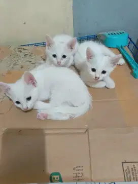 Kucing blasteran Persia dan kampung