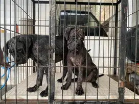 Anjing canecorso / cane corso betina