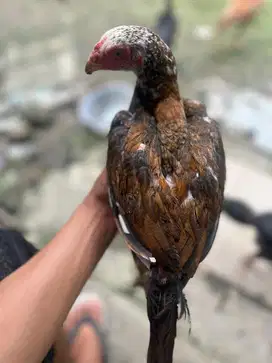 Ayam Ekor lidi jantan