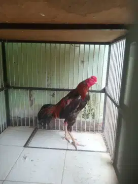 ayam jago bangkok