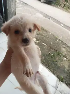 Adopsi anak anjing saya