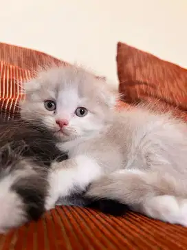Scottish fold kitten scotish lilac bicolor white jantan anakan kucing