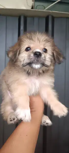 Mix shihtzu betina