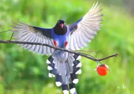 Burung magpie violet blue import body big