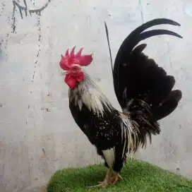 Ayam Kate bulu antik