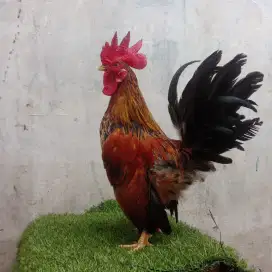 Ayam kate jantan