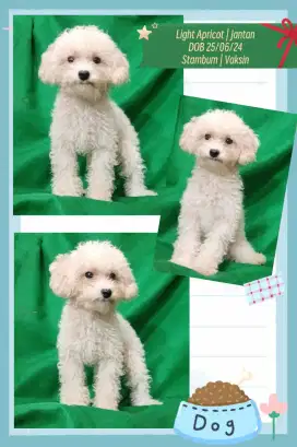 Pudel Jantan Lucu - Poodle Light Apricot