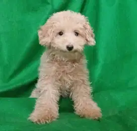 Poodle Betina Red - Pudel