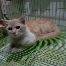 Kucing persia campuran