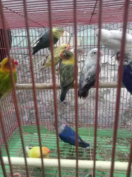 Jual lovebird dewasa