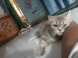 Kucing persian flatnose