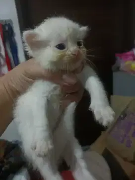 Kitten gemoy  persia mix BLH