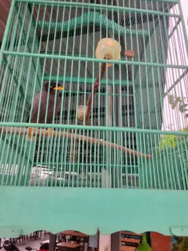 Lepas Adopsi Burung Jalak Kebo